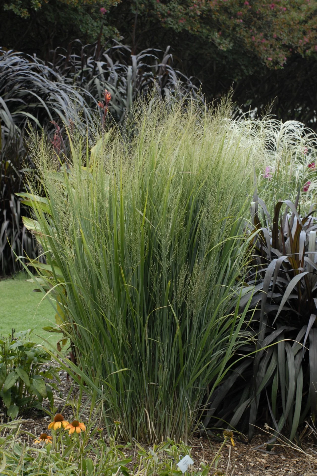 Tall decorative grass discount