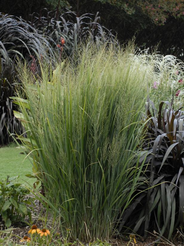 13 Terrific Tall Grasses Hgtv 