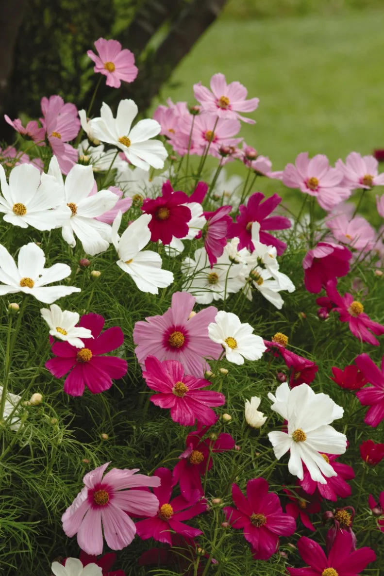 Sonata cosmos
