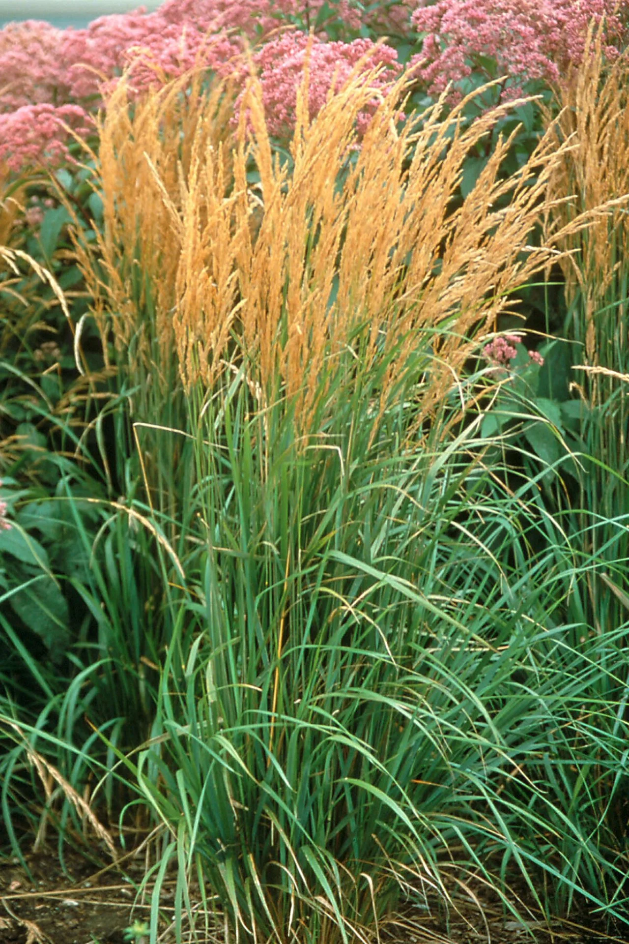 Tall grasses discount