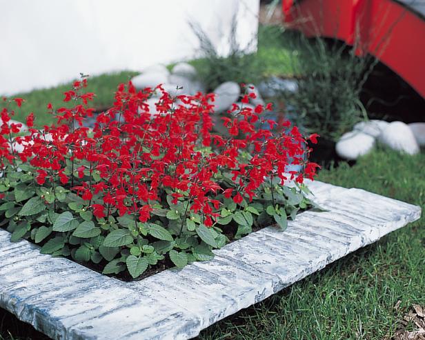 Salvia coccinea