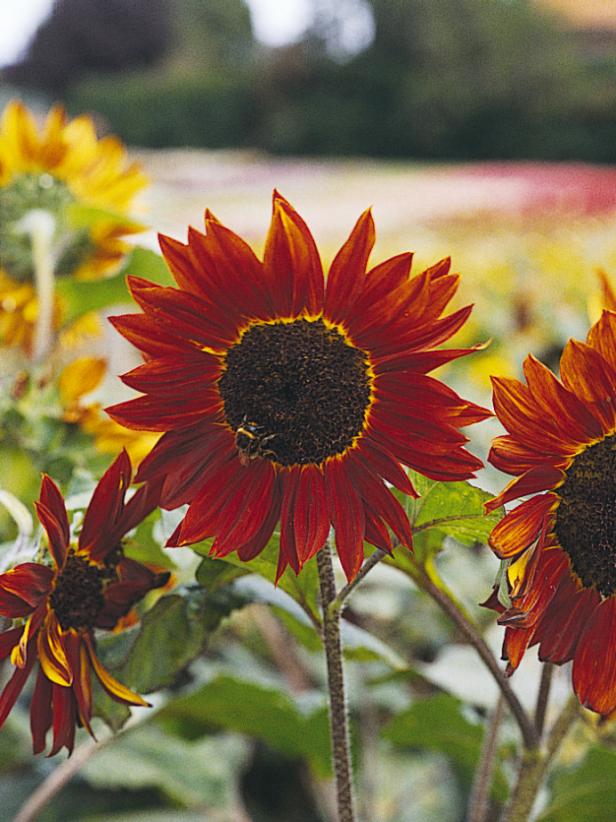 Autumn Beauty Sunflower Mix (Helianthus annuus) - Annie's Heirloom Seeds