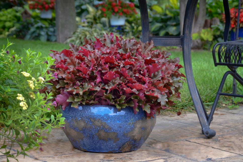 Trending Garden Color Marsala Red | HGTV