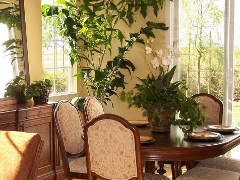 Fishtail Palm Care