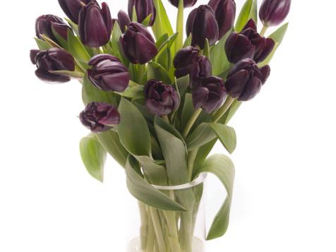 How to Keep Tulips from Drooping