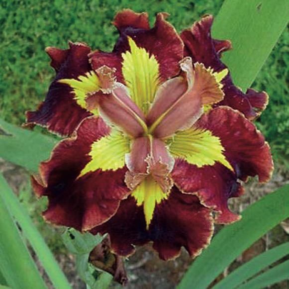 'Southern Star' beardless iris