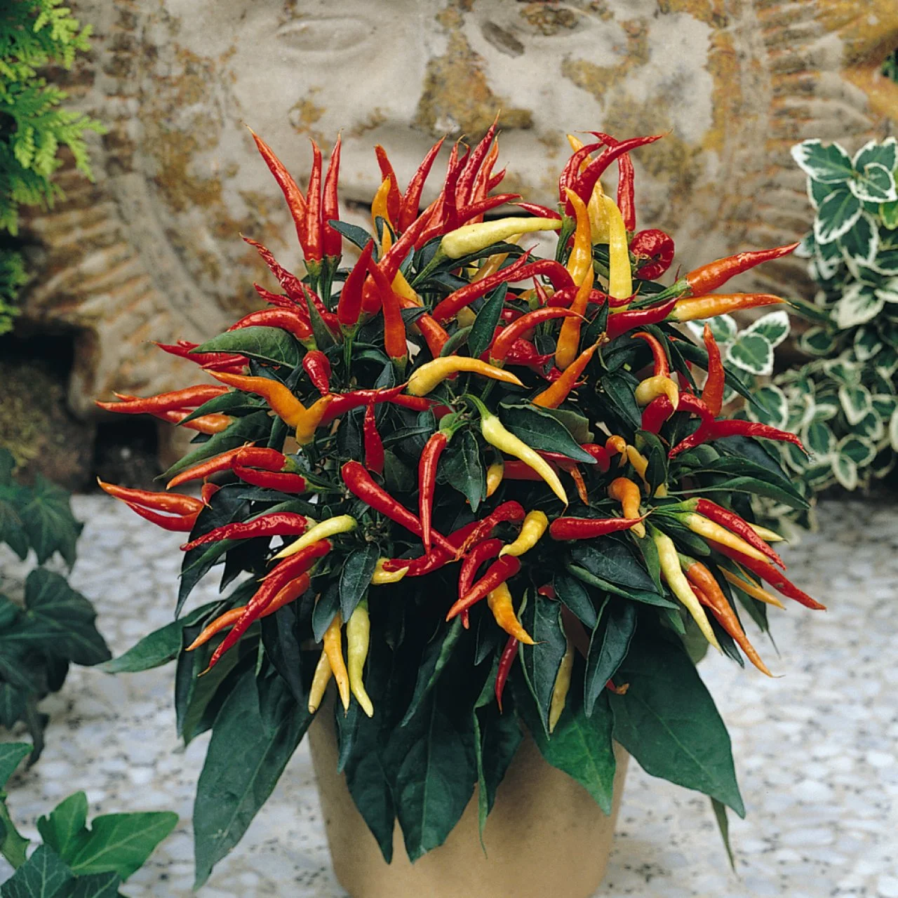 Ornamental peppers discount