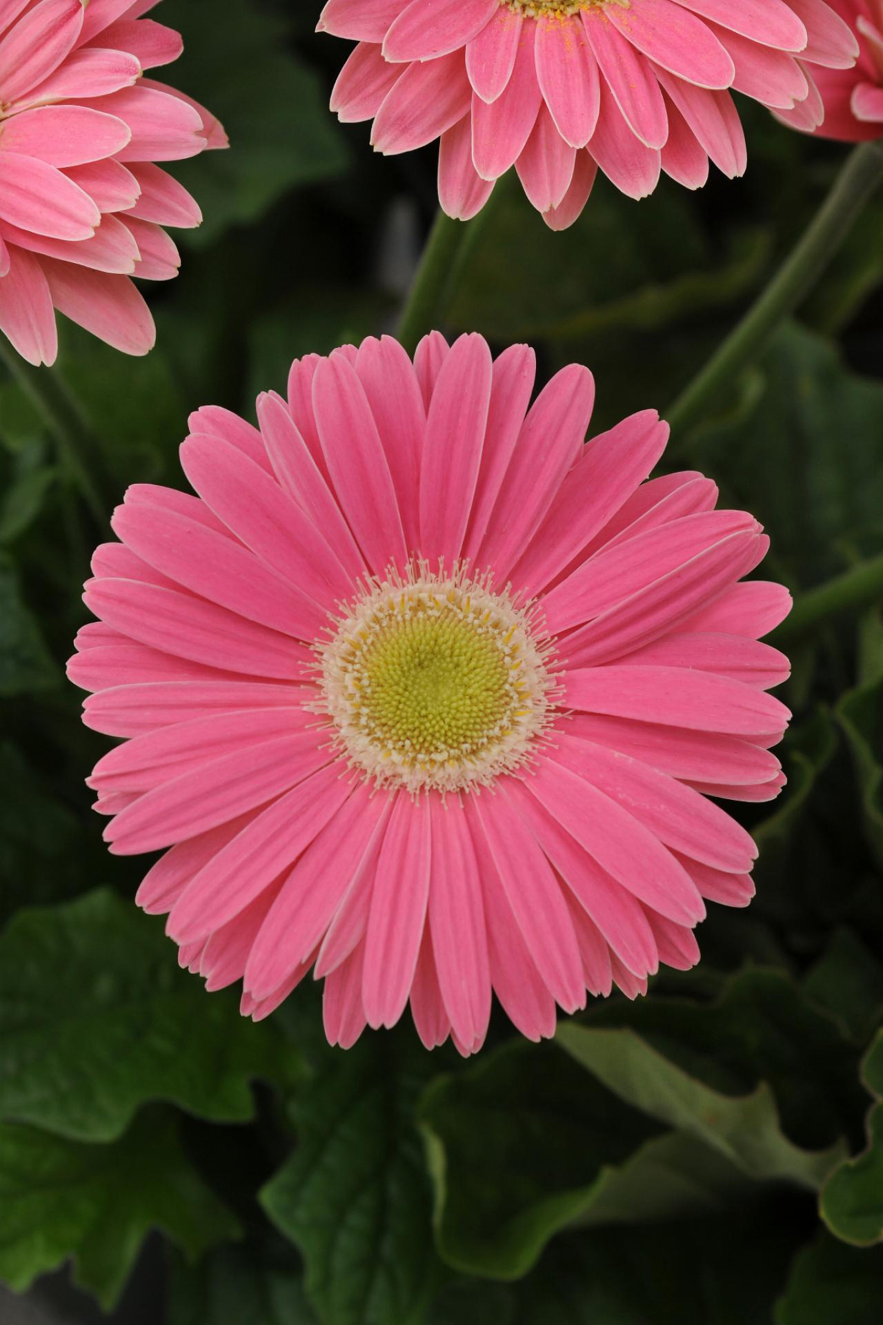 Pictures of pink daisies