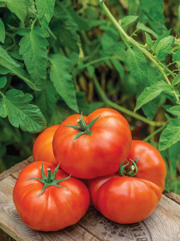 'Jersey Boy' Hybrid Tomato