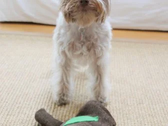 Learn how to sew this fabric log toy for your favorite furry pal.