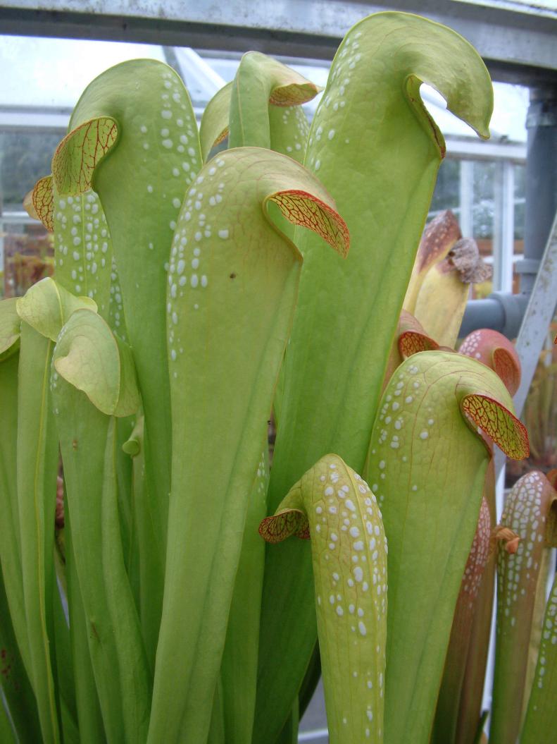 Sarracenia minor var. okefenokeensis