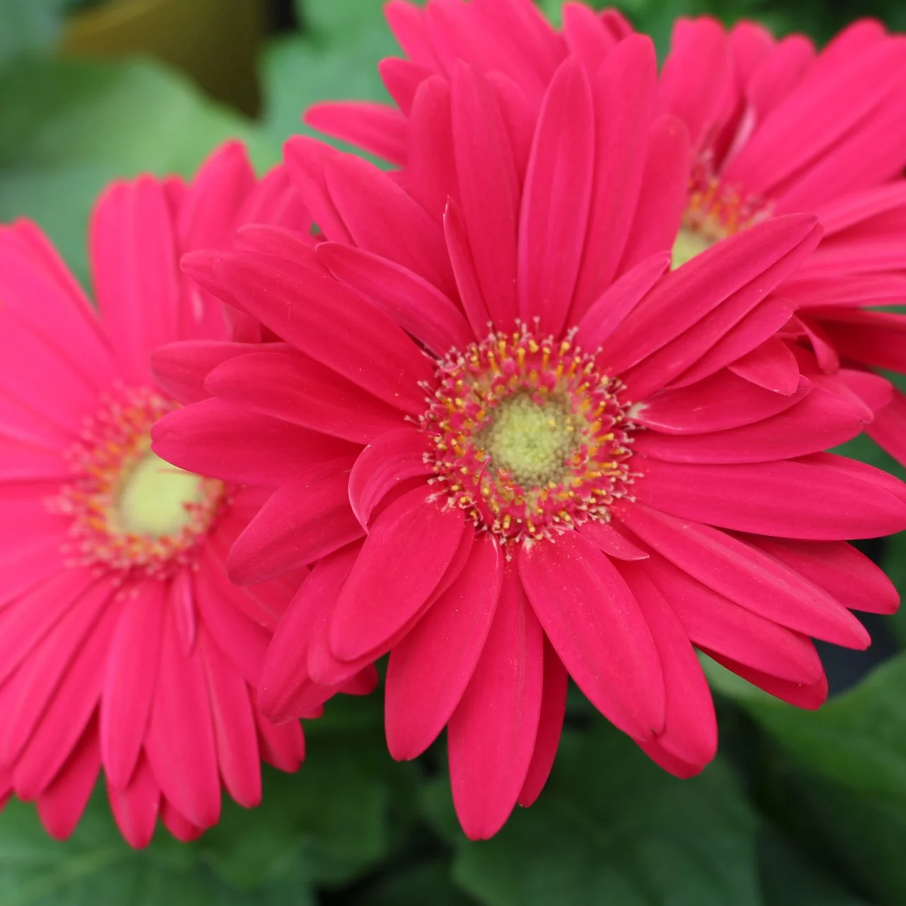 Gerbera Daisy Planting Guide | HGTV