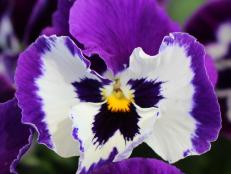 Spring Matrix 'Purple White' pansy from PanAmerican Seed.