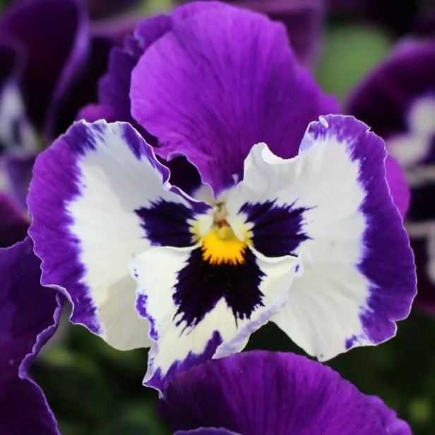 Spring Matrix 'Purple White' pansy from PanAmerican Seed.