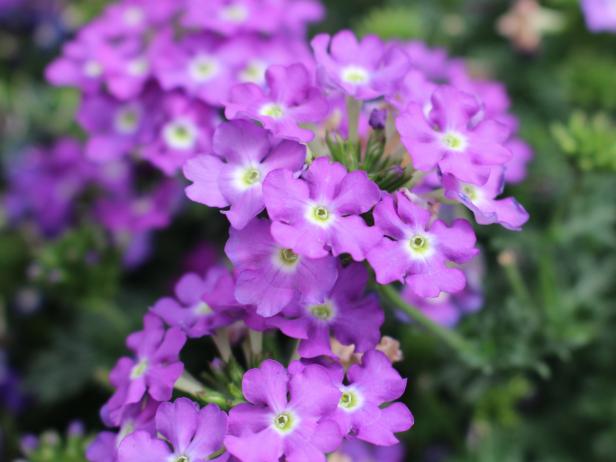 How to Plant and Care for Verbena | HGTV