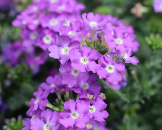 verbena