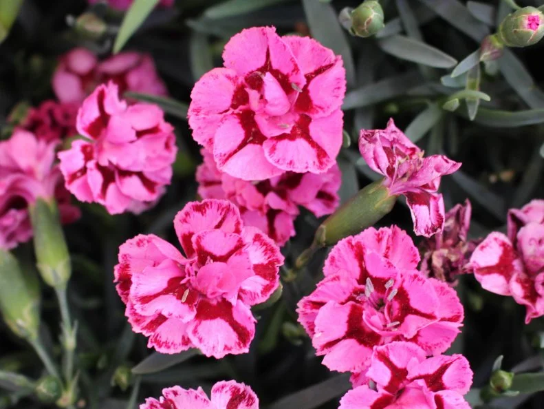 dianthus