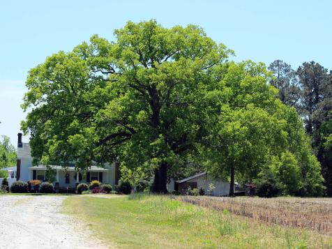 How to Avoid Drought Stress for Trees​