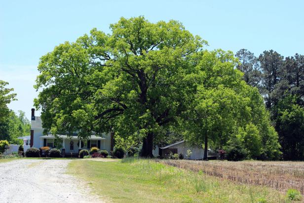 Trees should get first priority when facing drought conditions