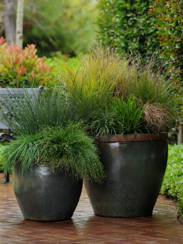 Ornamental grass in pots