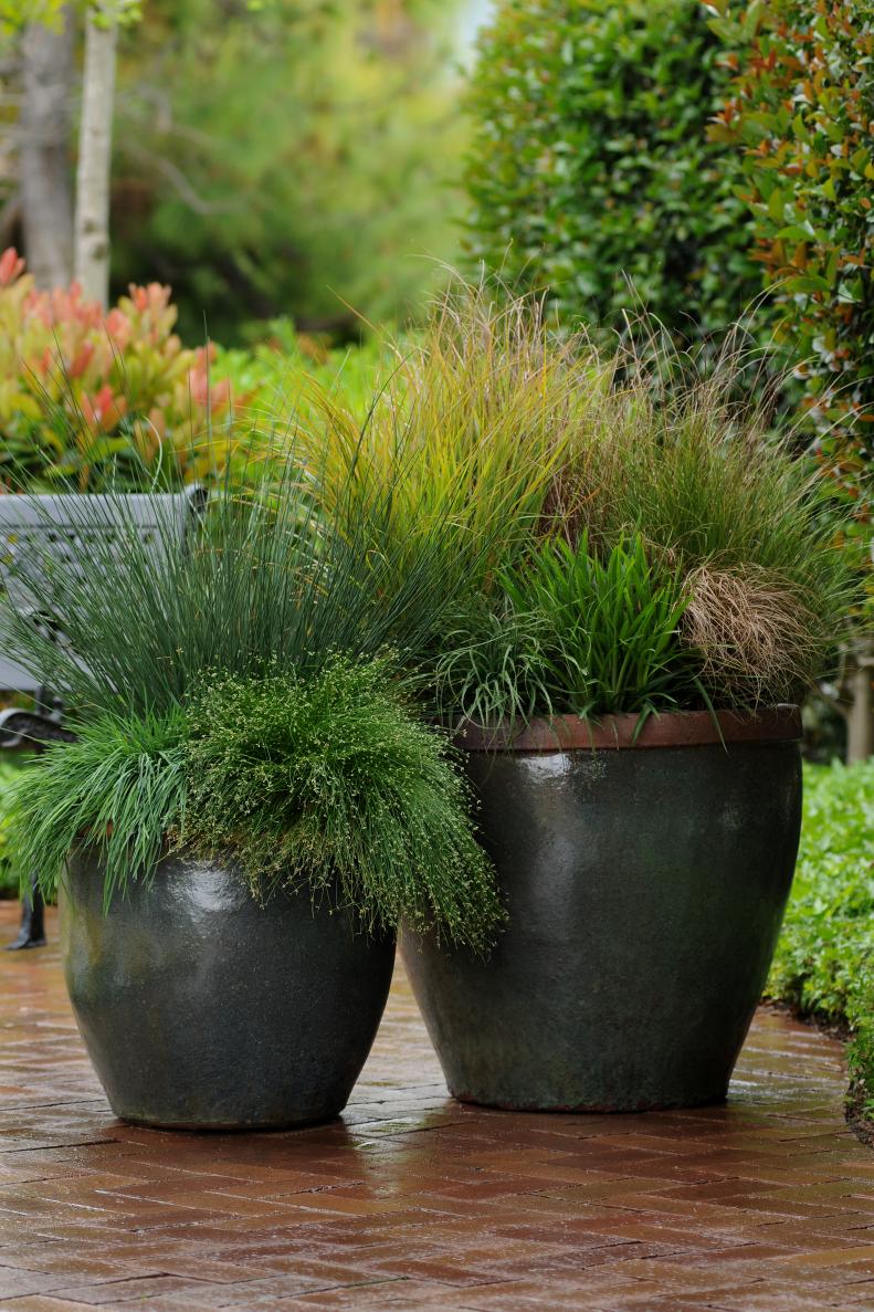 Ornamental grass in pots