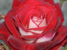 Osiria rose
