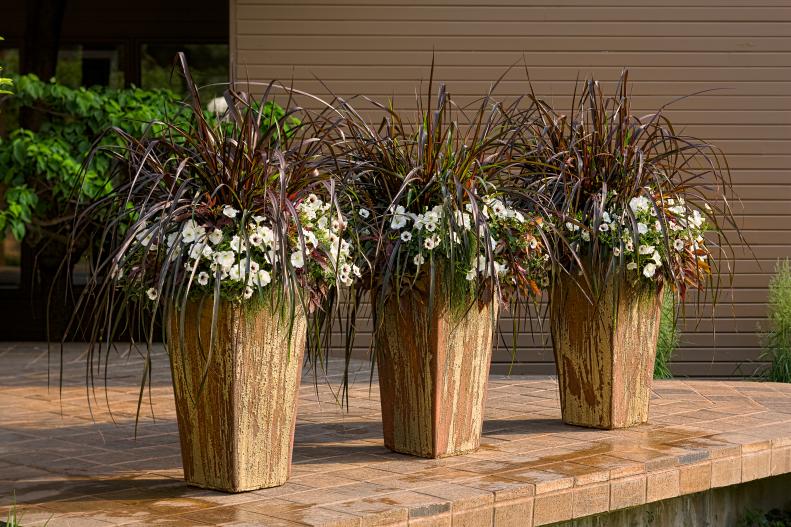 Ornamental grasses in pots