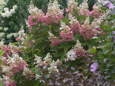How to Choose, Plant and Grow Flowering Shrubs