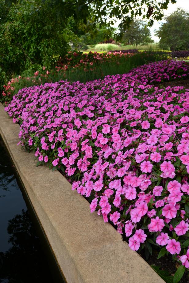 Bounce Pink Flame New Guinea impatiens