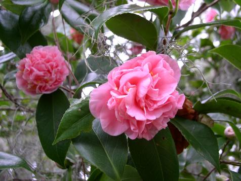 Tips for Growing and Caring for Camellia Plants