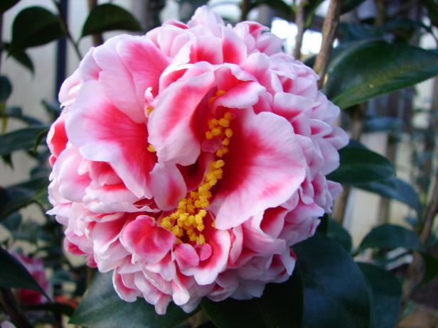 Beautiful Camellia Varieties | HGTV