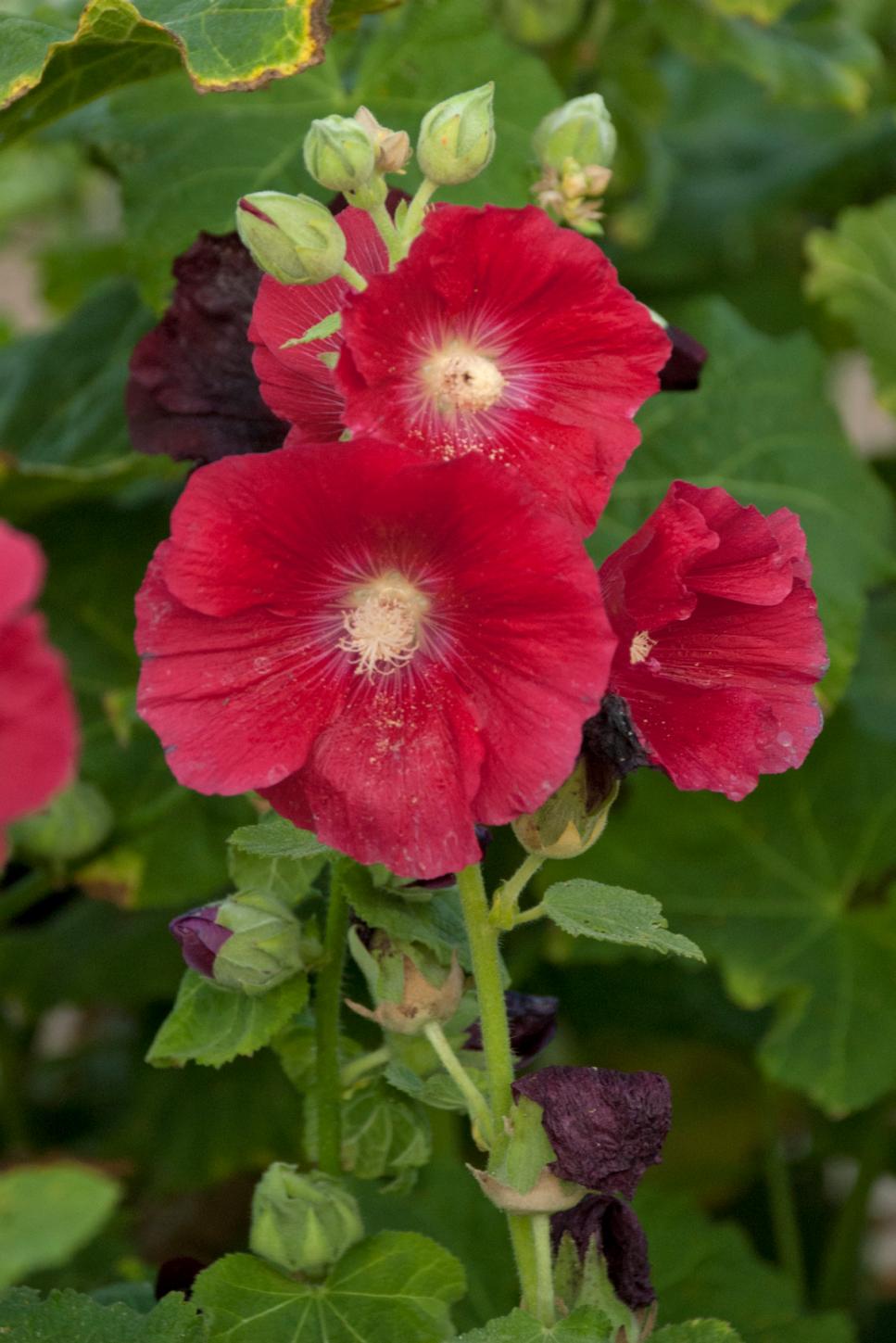 Heavenly Hollyhocks | HGTV