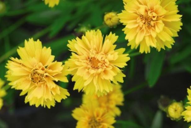 Coreopsis, or tickseed, may be ankle-high or knee-high, and bloom colors range from all shades of yellow, to orange, red and maroon. These sun lovers don't mind clay at all.