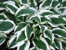 Hostas are widely planted and universally adored for their foliage color, and texture, as well as their durability. These shade to part-sun lovers offer green, blue-green, golden, chartreuse and variegated patterns on leaves that may be as small as dandelions or as large as elephant ears. And they do great in clay soil!