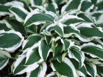 Hostas are widely planted and universally adored for their foliage color, and texture, as well as their durability. These shade to part-sun lovers offer green, blue-green, golden, chartreuse and variegated patterns on leaves that may be as small as dandelions or as large as elephant ears. And they do great in clay soil!