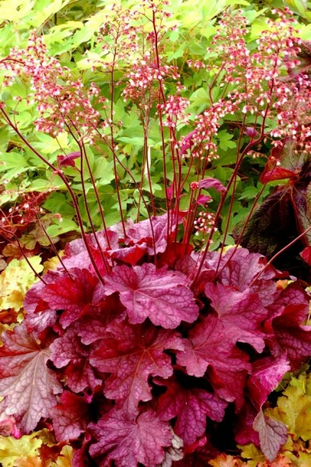 Heuchera, or coral bells, is a clay soil choice that offers some of the greatest diversity of foliage color of any perennial genus. From &quot;natural&quot; green, to chartreuse, to deep purple, to salmon and more, there is a heuchera to accent any dappled-sunlight garden. In warmer climates they are semi-evergreen to evergreen.