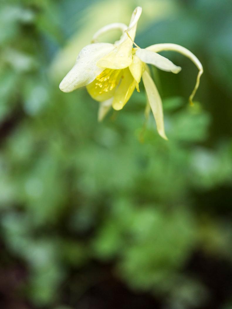A lone volunteer of yellow columbine greets visitors to the front welcome garden.