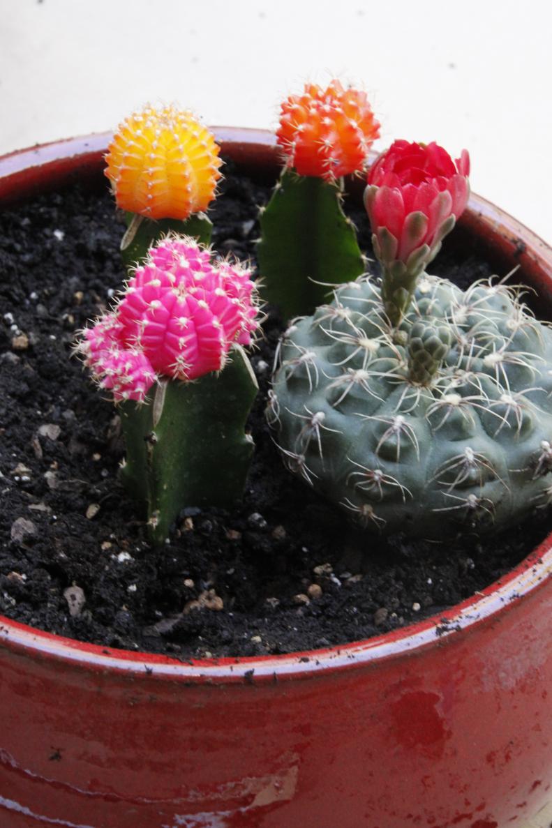 Wearing gloves, add the cacti to dish. Arrange the taller ones to the back or center and the shorter ones to the front or edges.