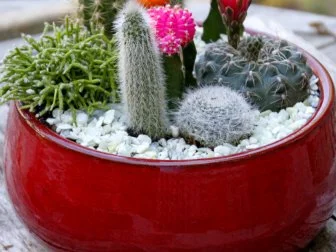 Create a sleek, modern, and drought-tolerant cactus dish garden for your tabletop.