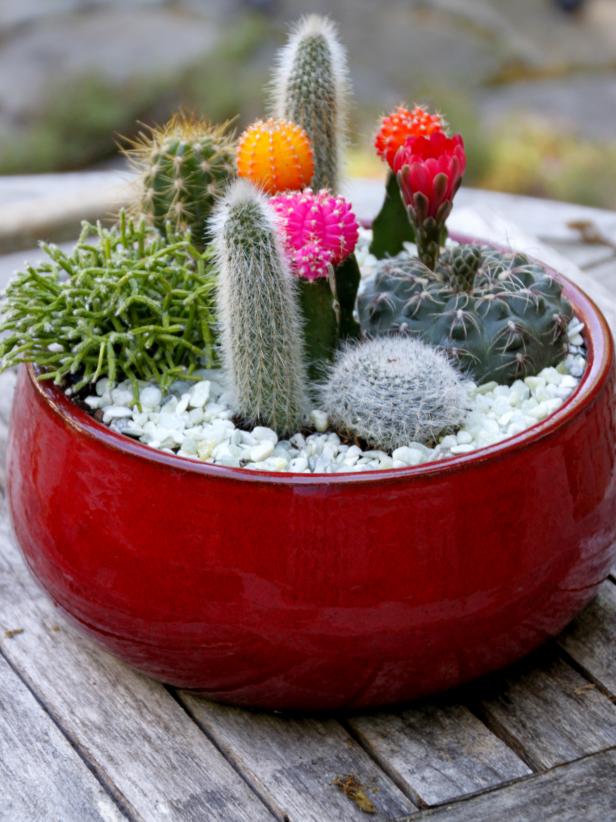 Diy Cactus Dish Garden, Tabletop Cactus Garden Ideas