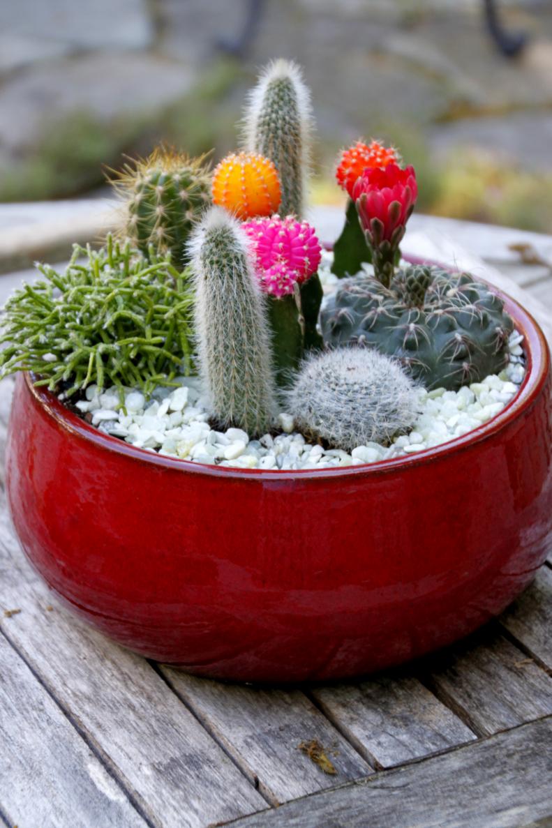 Create a sleek, modern, and drought-tolerant cactus dish garden for your tabletop.