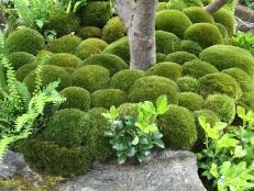 The profusion of sculpted moss in designer Kazuyuki Ishihara's gardens gives it its magical, dream-like feel.