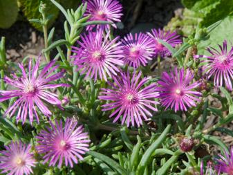 The diminutive ice plant only reaches two or three inches high, forming a mat of succulent, blue green foliage. It brings a massive display of quarter-sized shimmery purple flowers to the sunny rock garden, succulent garden or pathway edge in early to mid summer.