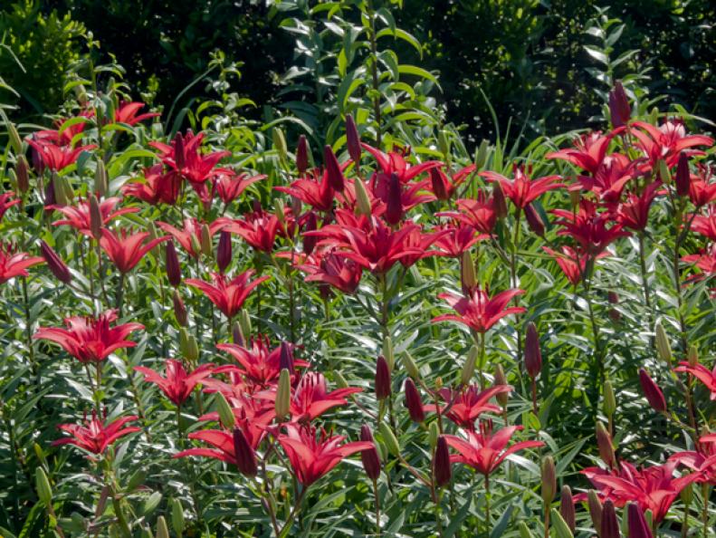 The many colors and sizes of Asiatic lilies have one thing in common: their fantastic displays of color in early summer. Add them to a perennial or shrub border, or let them upstage your foundation landscape.