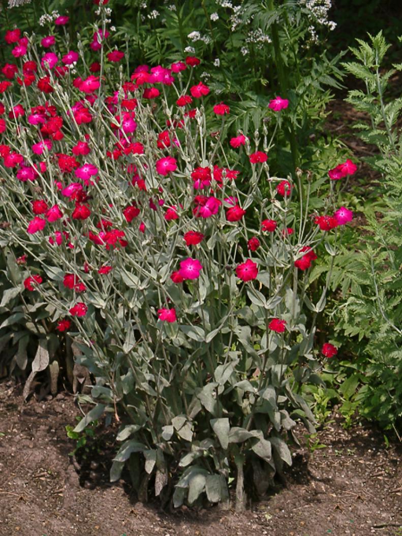Rose campion offers silvery, felted foliage and a two month profusion of flowers from late spring through early summer. Their biggest impact is from the multitudes of intensely colored flowers that invite a wide variety of pollinators to the garden.