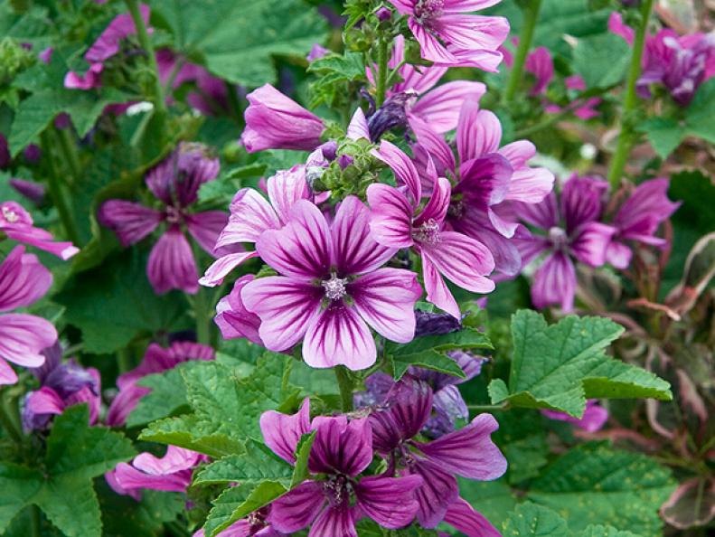 Mallow, also known as French Hollyhock, forms an upright mound: 3-4 feet tall and 1.5-2 feet wide. A fantastic addition to the sunny border, it puts on a big show of satiny flowers from mid summer through fall, attracting a constant flow of butterflies and hummingbirds.&nbsp;