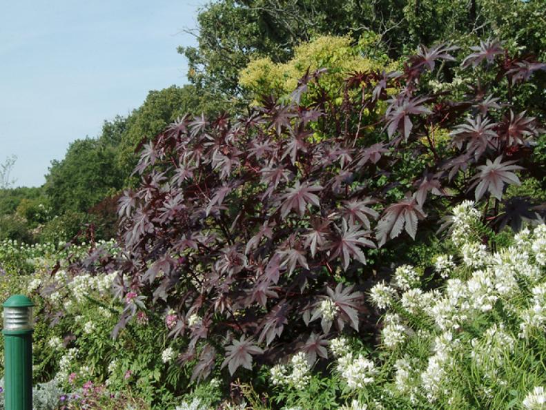 If you need something to make your landscape really stand out, this list will help. These high-impact perennials offer bold textures, bountiful color and rugged durability. They will make a splash to wake up the neighborhood while addressing those mundane spaces in your garden. Castor bean, for instance offers huge, lobed leaves, interesting ornamental fruits and somewhat showy flowers. It's lush foliage adds a tropical look to temperate gardens. Hardy in zones 9-11, and grown as a warm season annual in cooler regions, it may grow to 10' tall in a single season.