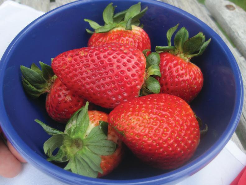 June-bearing strawberry