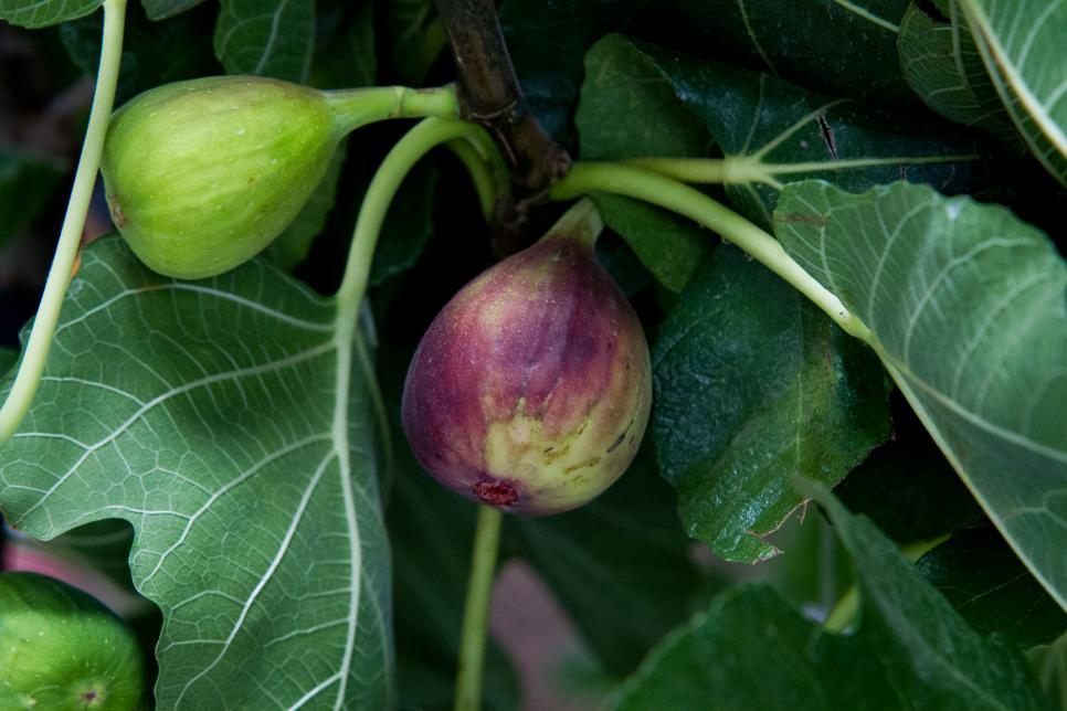 Heirloom figs