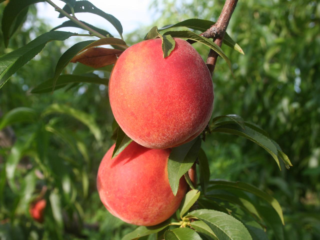 How to Grow a Peach Tree From Seed, Pruning a Peach Tree